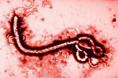 Ébola, el virus que enciende una vez más las alarmas de África y el mundo