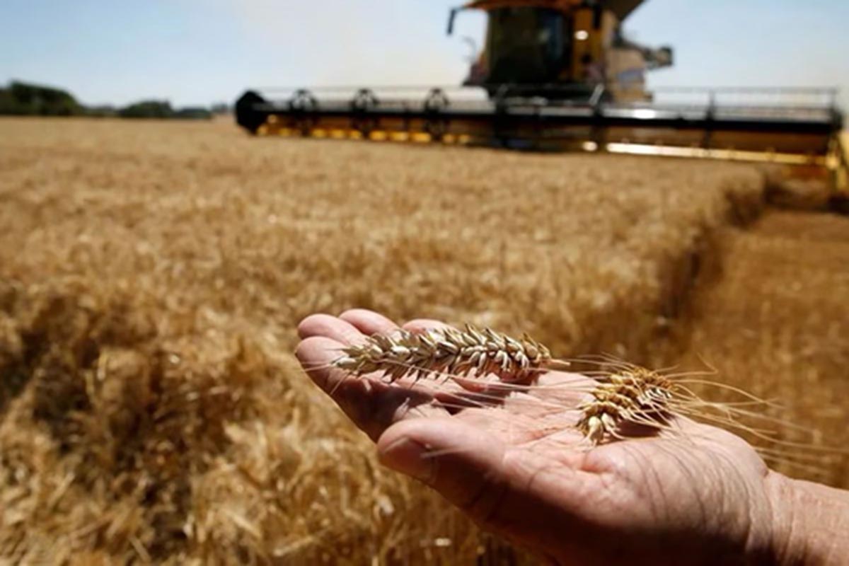 Argentina produce más trigo, pero los argentinos comemos menos pan