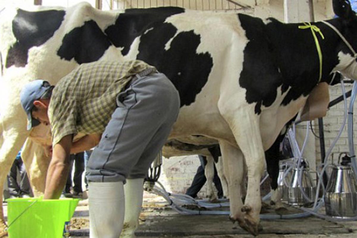El bienestar animal mejora la producción en los tambos, afirman especialistas