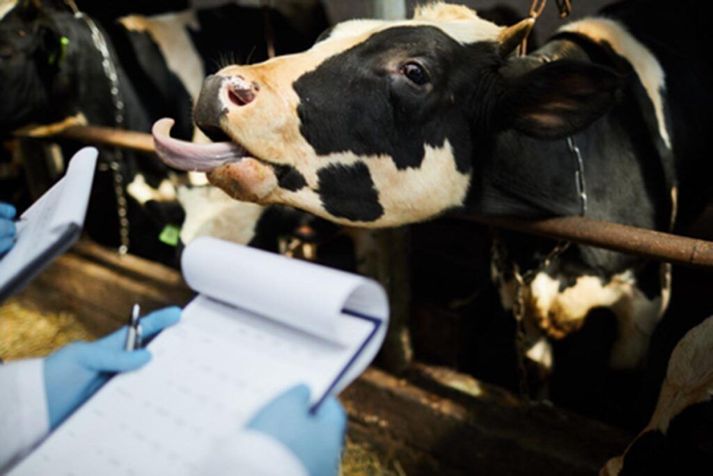 El bienestar animal mejora la producción en los tambos, afirman especialistas 1 Industria láctea bienestar animal