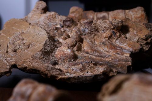 Un cráneo de 66 millones de años hallado en Chubut aporta nuevos datos sobre reptiles marinos que habitaron nuestro país  