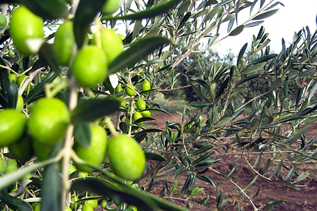 Otoño en clave de oliva para descubrir su historia, producción y tesoros