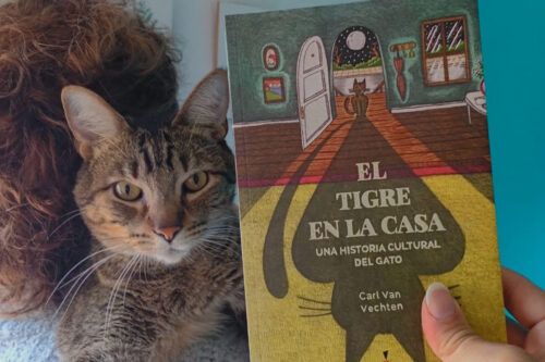 Queremos tanto a los gatos