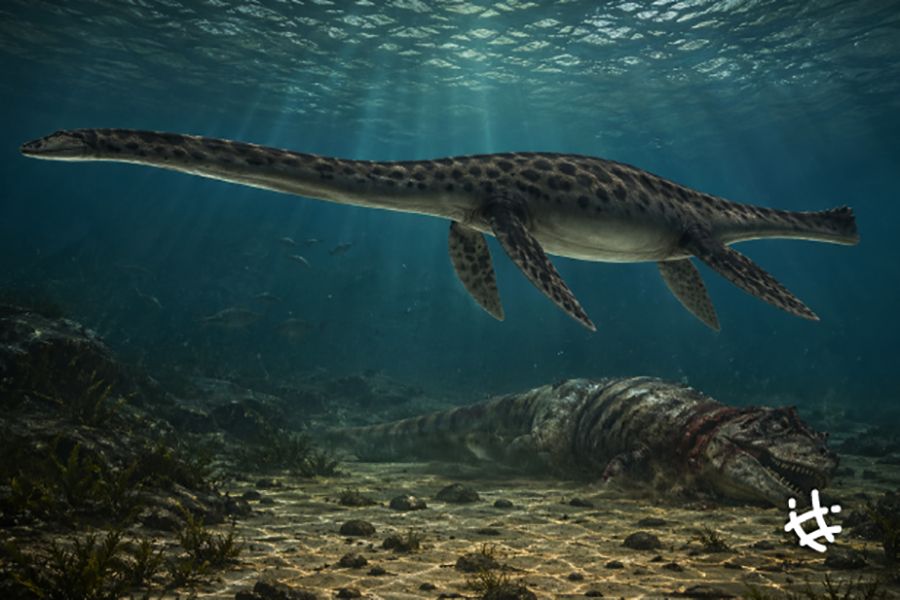 Un cráneo de 66 millones de años hallado en Chubut aporta nuevos datos sobre reptiles marinos que habitaron nuestro país  