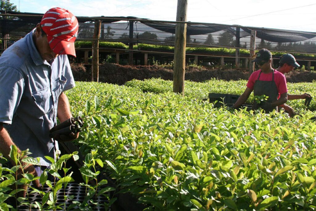 La crisis del sector yerbatero: los productores cobran menos de $ 100 el kilo de hoja verde 2 La crisis del sector yerbatero: los productores cobran menos de $ 100 el kilo de hoja verde