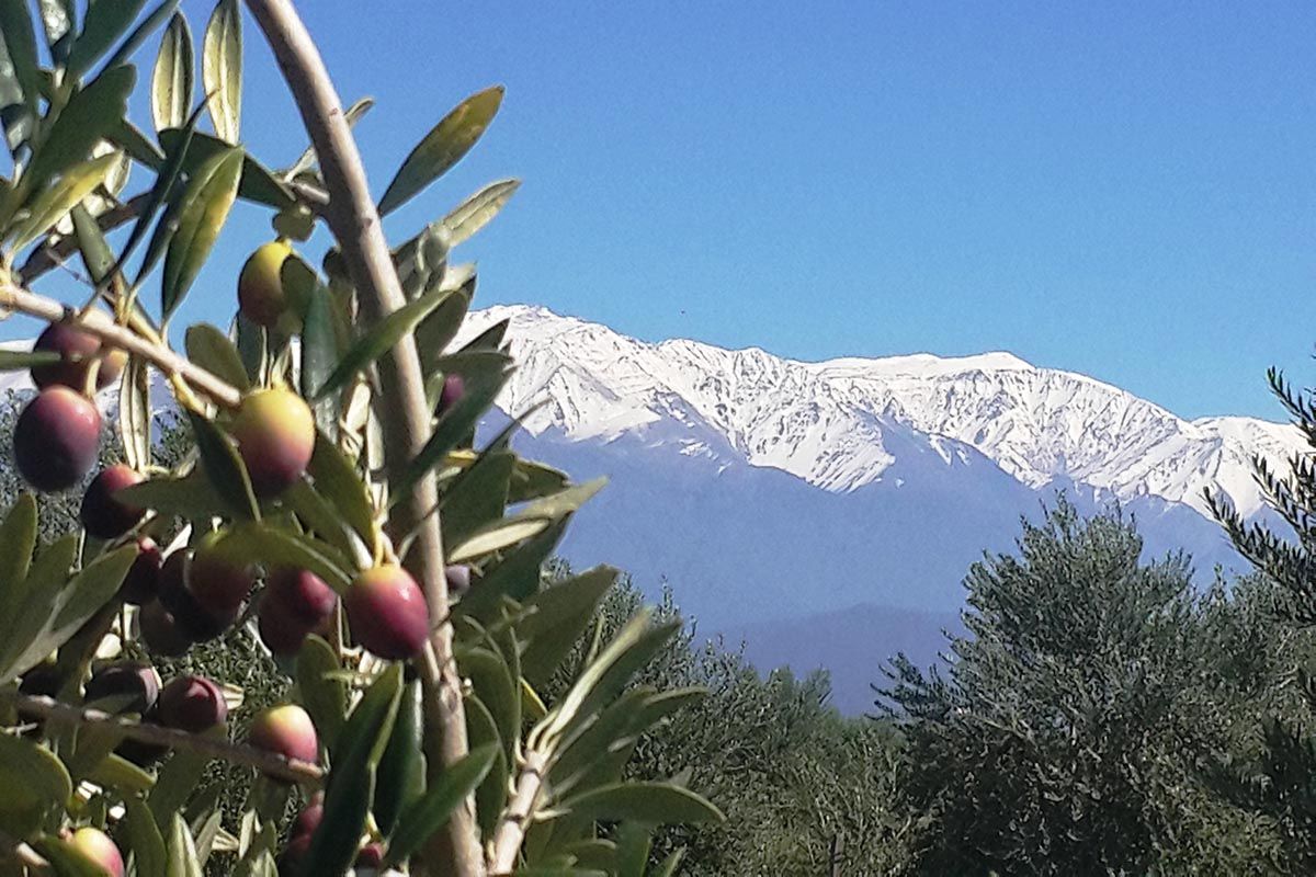 Otoño en clave de oliva para descubrir su historia, producción y tesoros