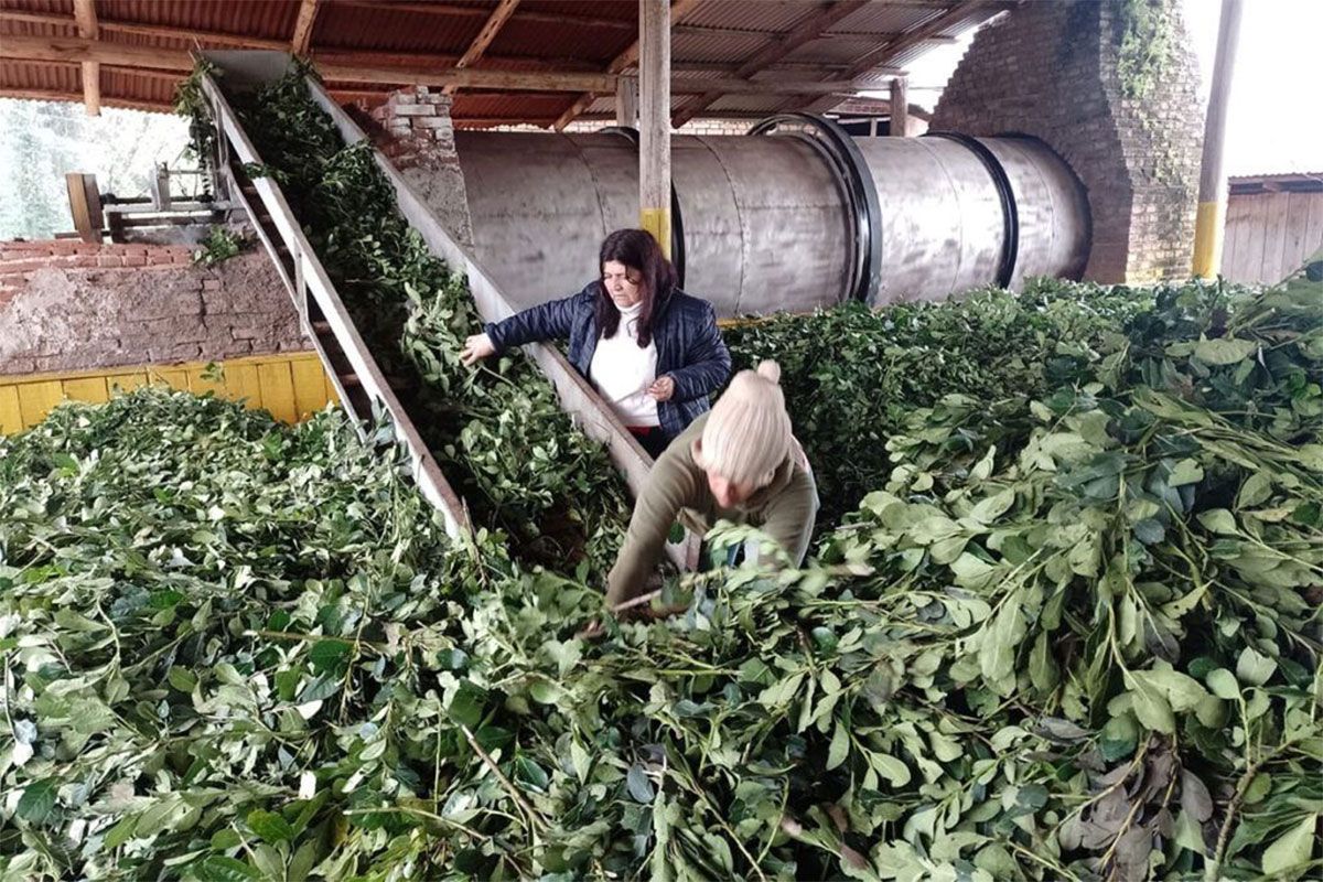 La crisis del sector yerbatero: los productores cobran menos de $ 100 el kilo de hoja verde