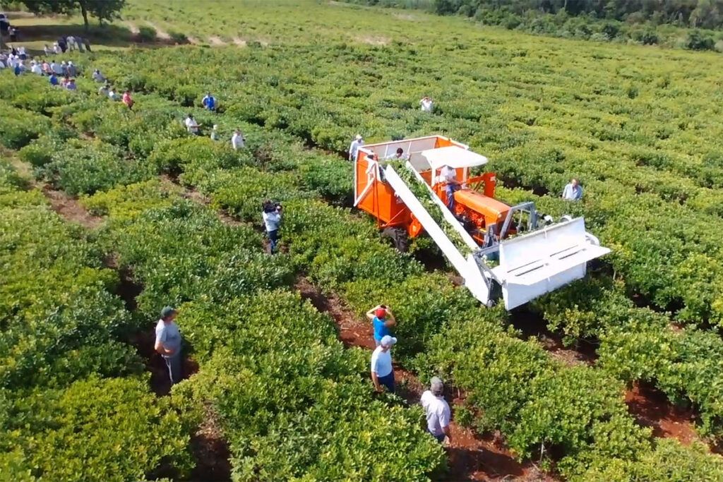 La crisis del sector yerbatero: los productores cobran menos de $ 100 el kilo de hoja verde 3 La crisis del sector yerbatero: los productores cobran menos de $ 100 el kilo de hoja verde
