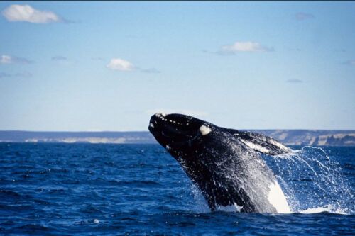 La ruta de las ballenas, un paseo único para vivir la naturaleza en su máximo esplendor