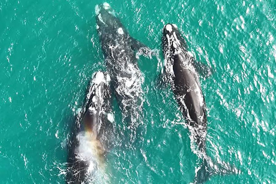 La ruta de las ballenas, un paseo único para vivir la naturaleza en su máximo esplendor