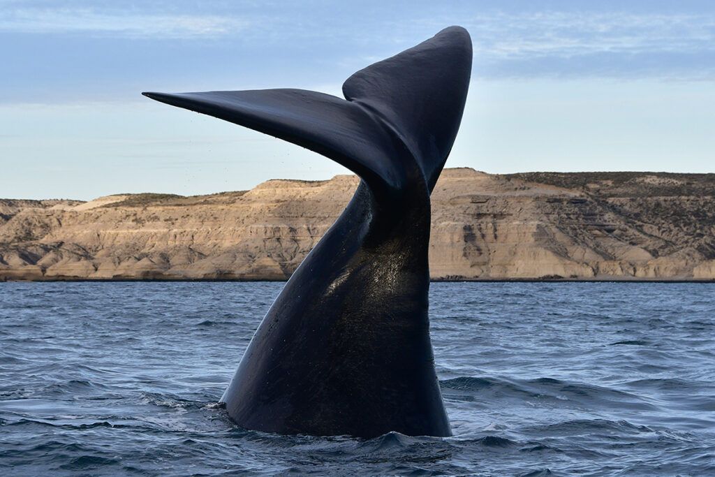 La ruta de las ballenas, un paseo único para vivir la naturaleza en su máximo esplendor
