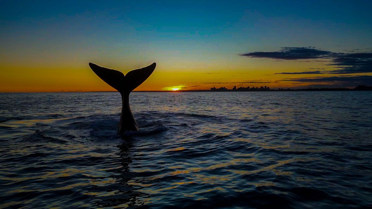 Experiencias imperdibles para todos los gustos: termas, caminos del vino, nieve de sal y ballenas