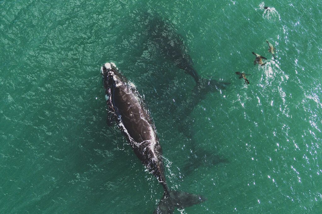 La ruta de las ballenas, un paseo único para vivir la naturaleza en su máximo esplendor
