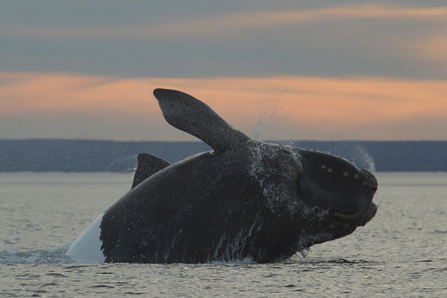 La ruta de las ballenas, un paseo único para vivir la naturaleza en su máximo esplendor