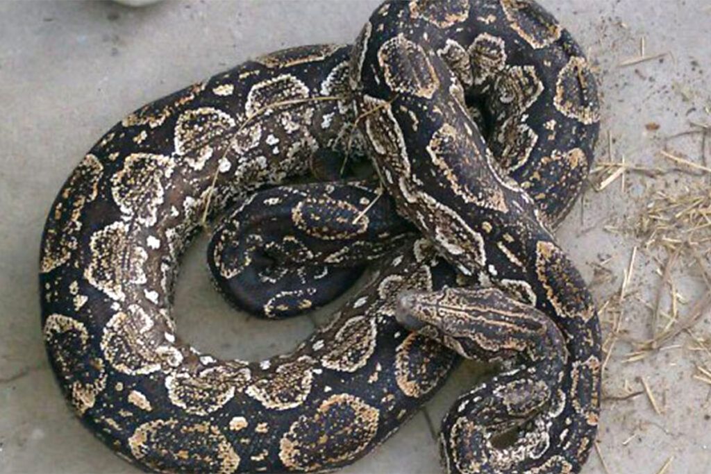 “Responde a su nombre”: la insólita búsqueda de "Piti", una serpiente dócil extraviada en Colegiales 1 boa serpeinte extraviada piti