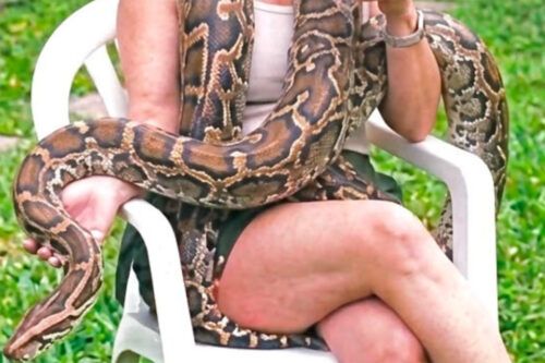 “Responde a su nombre”: la insólita búsqueda de «Piti», una serpiente dócil extraviada en Colegiales
