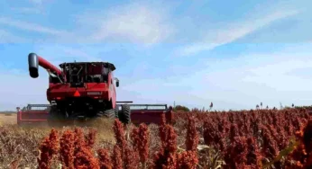 sorgo