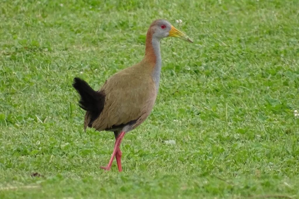 Berisso tiene una nueva reserva natural privada 4 Berisso tiene una nueva reserva natural privada