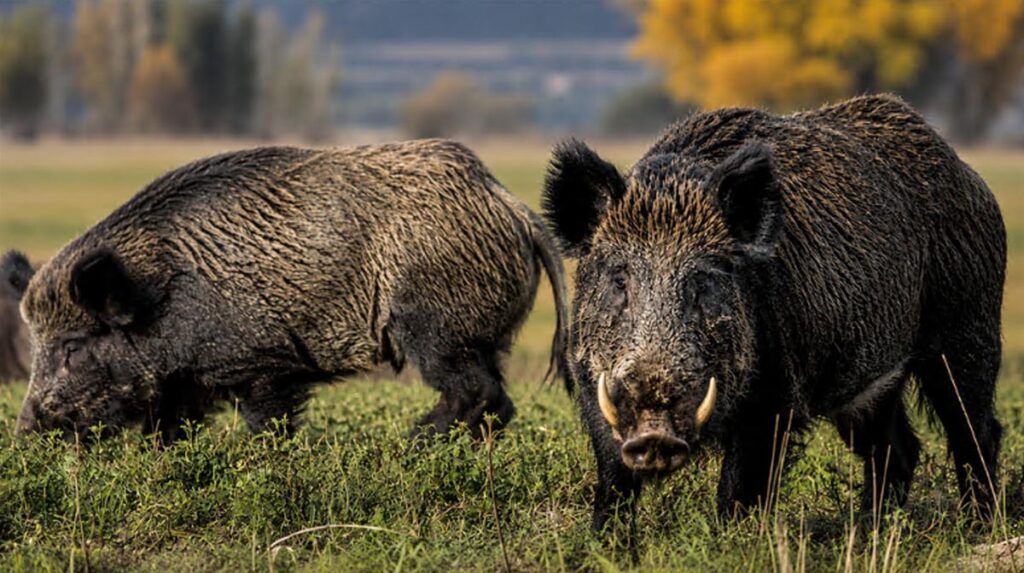 Sin control estatal, crece la invasión de jabalíes y ya se ven cerca del AMBA: “Uno de estos bichos, enojado, te hace pelota” 2 Sin control estatal, crece la invasión de jabalíes y ya se ven cerca del AMBA: “Uno de estos bichos, enojado, te hace pelota”