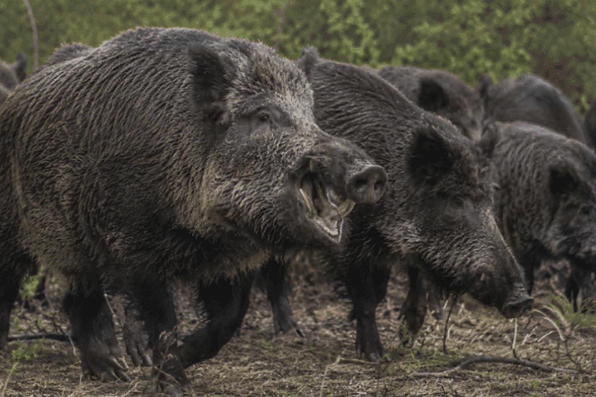 Sin control estatal, crece la invasión de jabalíes y ya se ven cerca del AMBA: “Uno de estos bichos, enojado, te hace pelota”