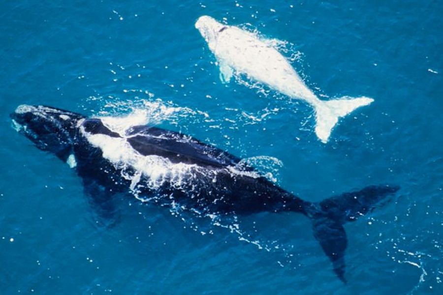 La ruta de las ballenas, un paseo único para vivir la naturaleza en su máximo esplendor