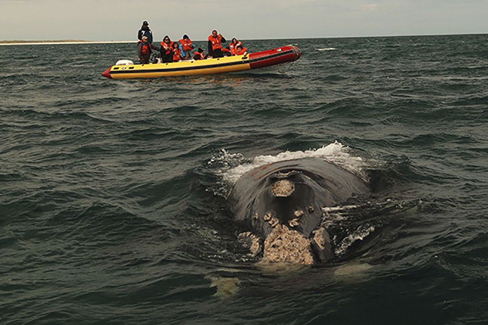 La ruta de las ballenas, un paseo único para vivir la naturaleza en su máximo esplendor