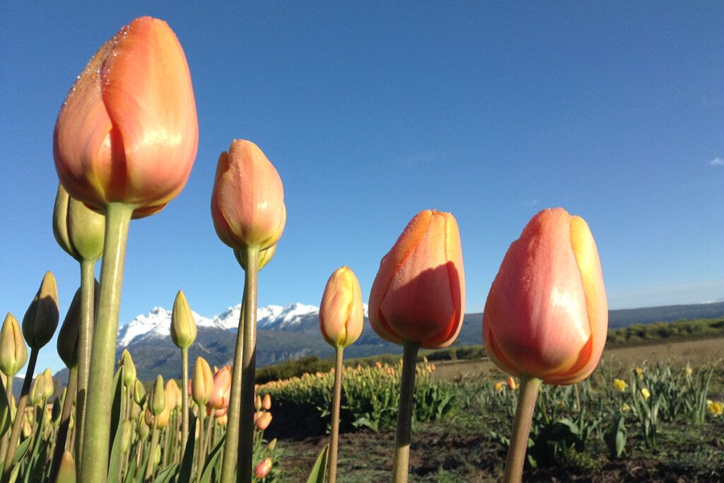 De la Patagonia al mundo, llega el primer espumante de pétalos de tulipán 3 De la Patagonia al mundo, llega el primer espumante de pétalos de tulipán